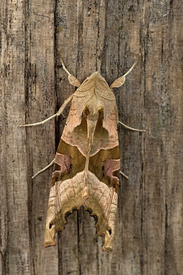 BUITEN BEELD Foto: 281057