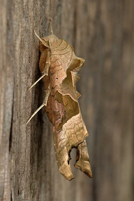 BUITEN BEELD Foto: 281058