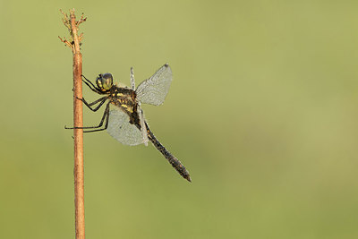 BUITEN BEELD Foto: 281061