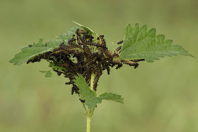 BUITEN BEELD Foto: 281062