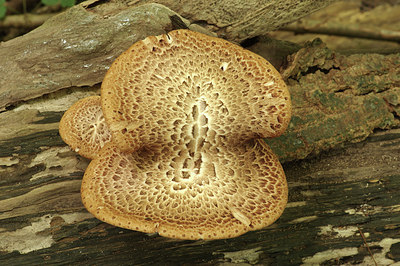BUITEN BEELD Foto: 281069