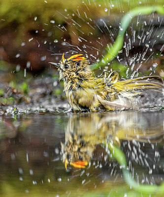 BUITEN BEELD Foto: 281105