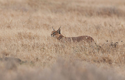 BUITEN BEELD Foto: 281119
