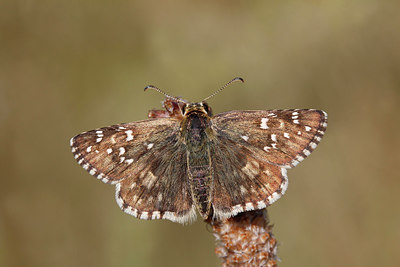 BUITEN BEELD Foto: 281125