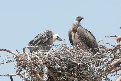 BUITEN BEELD Foto: 281138