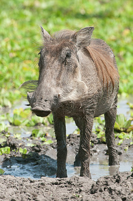 BUITEN BEELD Foto: 281148