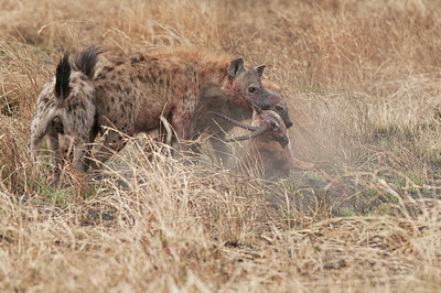 BUITEN BEELD Foto: 281352