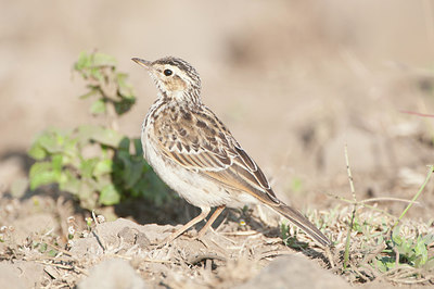 BUITEN BEELD Foto: 281354