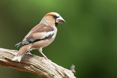 BUITEN BEELD Foto: 281360