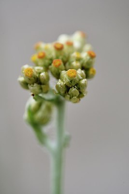 BUITEN BEELD Foto: 281367