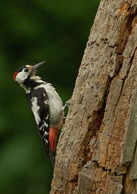 BUITEN BEELD Foto: 281369