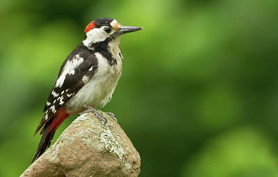 BUITEN BEELD Foto: 281370