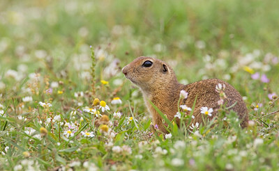 BUITEN BEELD Foto: 281376