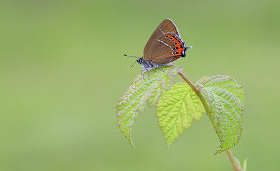 BUITEN BEELD Foto: 281379
