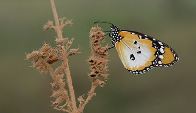 BUITEN BEELD Foto: 281381