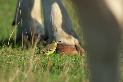 BUITEN BEELD Foto: 281407