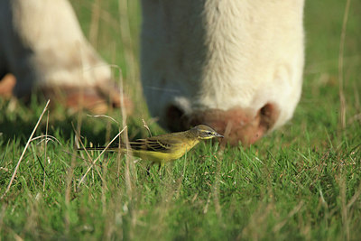 BUITEN BEELD Foto: 281408