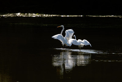 BUITEN BEELD Foto: 281449
