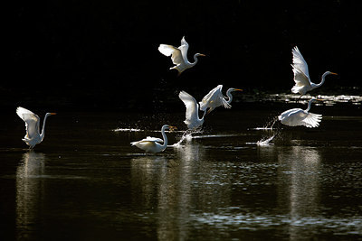 BUITEN BEELD Foto: 281451