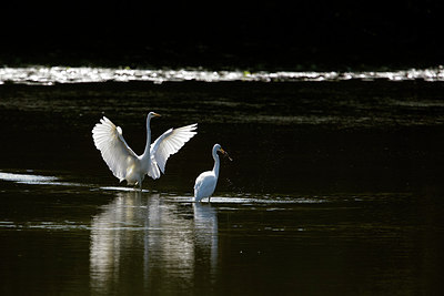BUITEN BEELD Foto: 281454