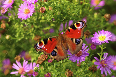 BUITEN BEELD Foto: 281459