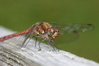 BUITEN BEELD Foto: 281462
