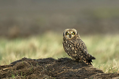 BUITEN BEELD Foto: 281467