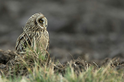 BUITEN BEELD Foto: 281468