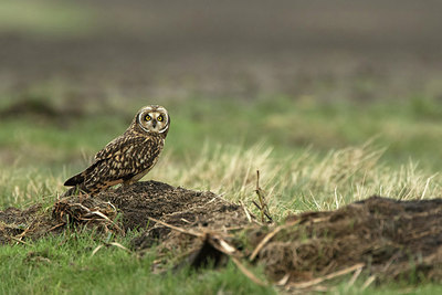 BUITEN BEELD Foto: 281469