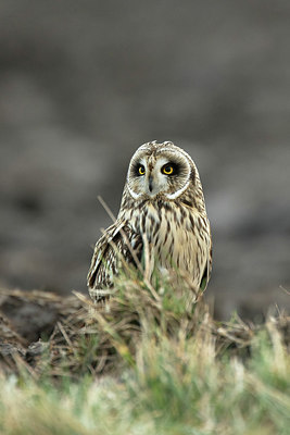 BUITEN BEELD Foto: 281470