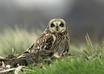 BUITEN BEELD Foto: 281474