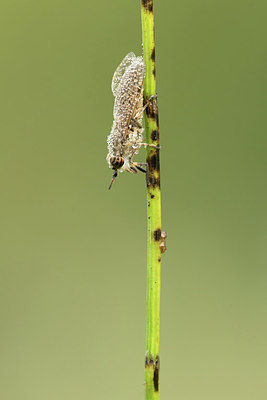 BUITEN BEELD Foto: 281476