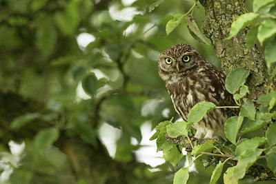 BUITEN BEELD Foto: 281477