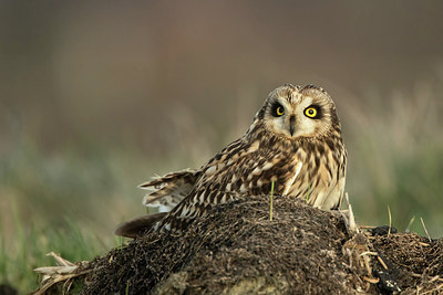 BUITEN BEELD Foto: 281478