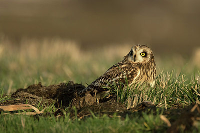BUITEN BEELD Foto: 281479