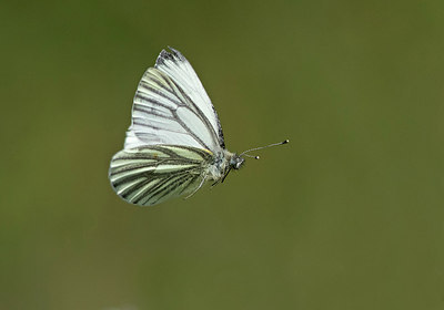 BUITEN BEELD Foto: 281497