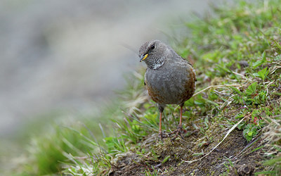 BUITEN BEELD Foto: 281531