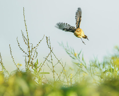 BUITEN BEELD Foto: 281541