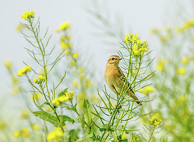 BUITEN BEELD Foto: 281542