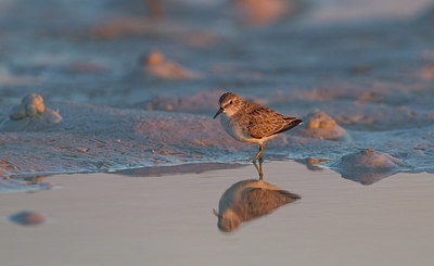 BUITEN BEELD Foto: 281561