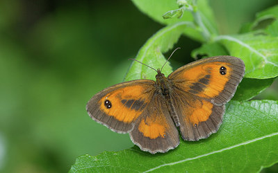 BUITEN BEELD Foto: 281563