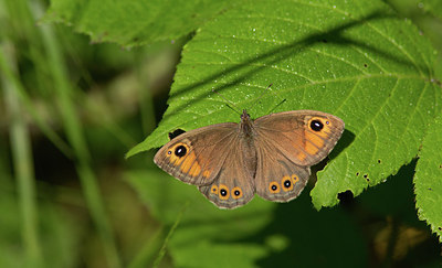 BUITEN BEELD Foto: 281567