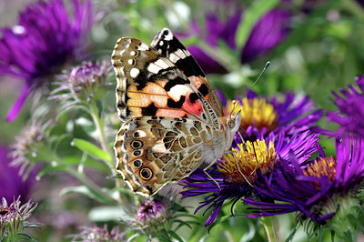 BUITEN BEELD Foto: 281584