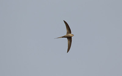 BUITEN BEELD Foto: 281589