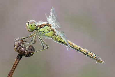 BUITEN BEELD Foto: 281597