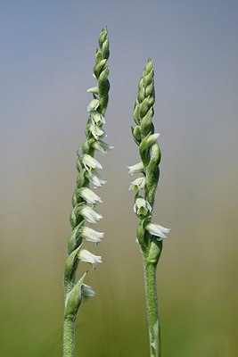 BUITEN BEELD Foto: 281610