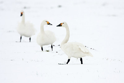 BUITEN BEELD Foto: 281611