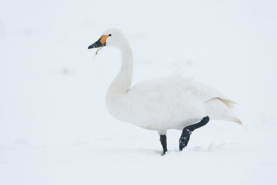 BUITEN BEELD Foto: 281613