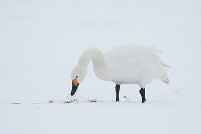 BUITEN BEELD Foto: 281614