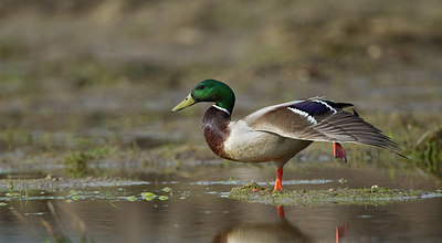 BUITEN BEELD Foto: 281627